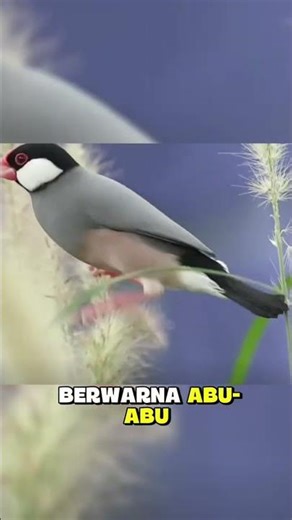 The Java sparrow is unique with its soft gray feathers #Australia #FYP #WildlifeAustralia