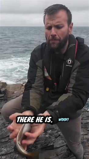 Shore Lure Fishing Techniques in North Cornwall