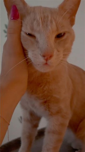 Leo Has Flu 😷 #cat #catshorts #sickcat #purring #purr #catlife #lifeofacat #shortsyoutube