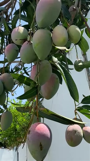 Exploring the Wonders of Mango Plants and Fruits