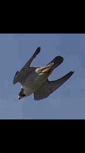 Peregrine Falcon Attack on Chicken #falcon #falconattack #viralshorts #shorts