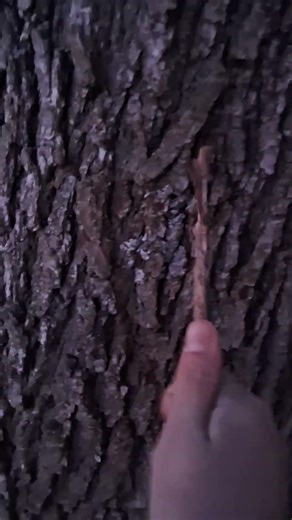 Tree Bark