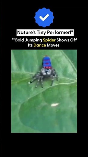 "Bold Jumping Spider Shows Off Its Dance Moves – Nature's Tiny Performer!"