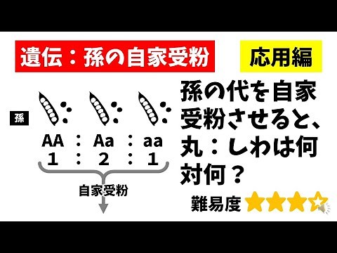 中学理科「孫の代の自家受粉」孫の遺伝子型の比をかけ合わせる問題