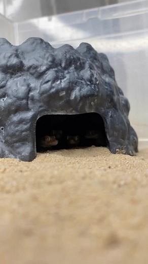 Checkout these juvenile elegant geckos or short-fingered geckos (Stenodactylus sthenodactylus) hunting and eating some mealworms! Elegant geckos are tons of fun to keep in herpetoculture. These tiny little lizards are active, communicate to each other using tail waving as well as an adorable little song bird like chirp! Not only this, they are communal and quite entertaining to feed too! Do you like small lizards? What’s your favourite tiny gecko? Comment below! • #reptiliatus #reptile #gecko #r