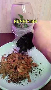 How to propagate Peperomia