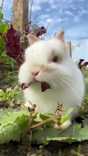 13681686718微信法律咨询意大利