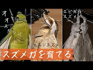 いろんなスズメガを飼育してみた ｜ 幼虫から羽化まで