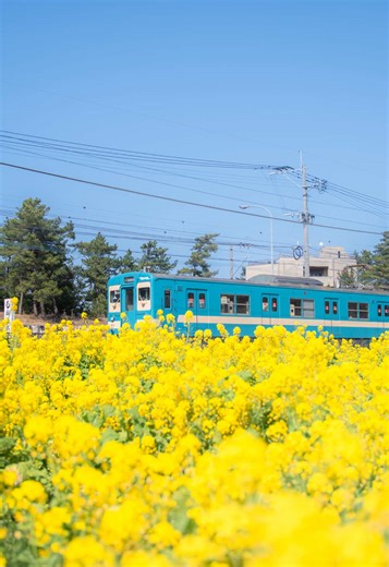 菜の花彩る福岡の新しい景色