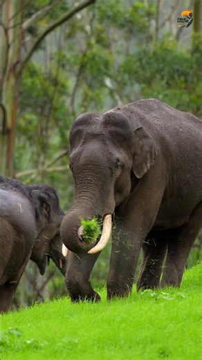 Faisal Magnet on Instagram: "Wildlife of India moves freely through emerald forests 🌳 where every call, every footprint speaks of true freedom. #natgeoindia #wildlife #viralvideos #wildlifephotography #nikon Let us protect these wild homes, so nature can remain untamed, alive, and eternal. 🌿🦌 wildlife of india, indian forests, emerald forests, wildlife freedom, protect wildlife, forest conservation india, biodiversity of india, save indian forests, nature conservation, wildlife protection"
