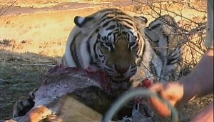 A természet csodái-Bengáli tigrisek Afrikában.