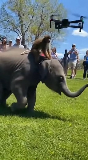 Funny adorable baby elephant & monkey tries to catch a drone! #elephant #funny #babyelephant #elephantlove #elephantlovers #animals #animallover #wildlife #zoo #playtime #playing #elephantsanctuary #rescue #saveanimals #feeding #feed #piggyback #dailyelephant | Daily Elephant