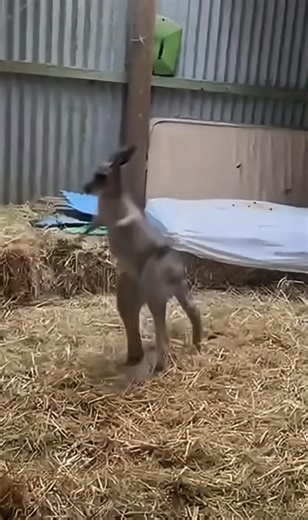 1.4K views · 12 reactions | What is this kangaroo 輦 training for? | Gavin Gordon | Facebook