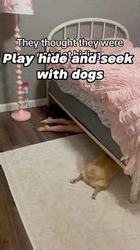 Playing hide-and-seek with dogs is the best.#hideandseek #dogsoftiktok #fyp #funnyvideo #funnydog