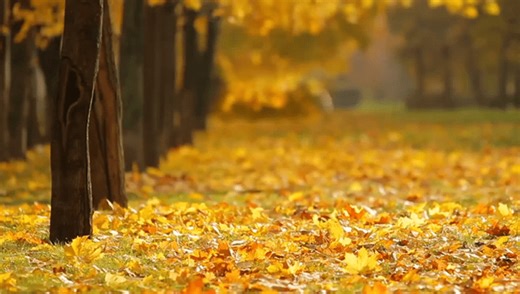 Minnesota DNR releases updated fall colors map