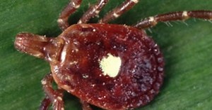 How to properly remove a tick