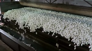 Witness the Fascinating Creation of Silk Threads