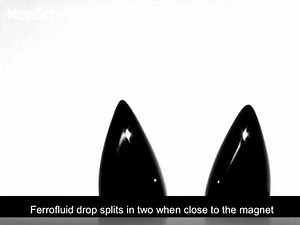 Ferrofluid drop splits into symmetrical patterns