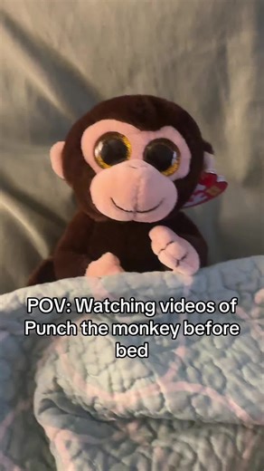 SWEET BABY PUNCH 😭 #punch #monkey #plush #ty | monkey videos