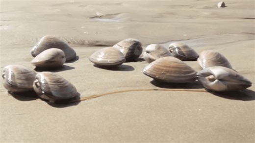 Clamming tips: what to know before digging for Pismo clams along California's coast