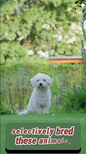 Amazing Dog Facts 🐾 | How Many Dog Breeds Are There?