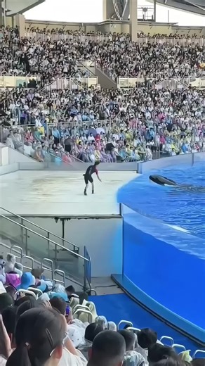 Orcas: Fascinating Marine Mammals You Must Know