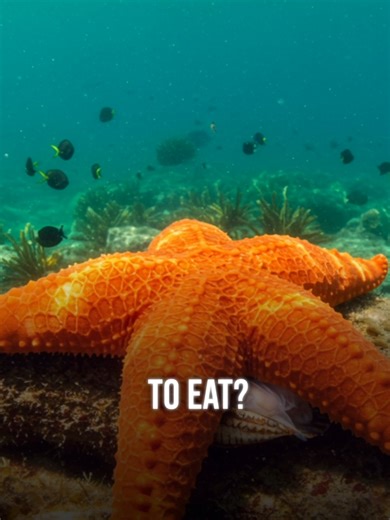 6.4K views · 68 reactions | Surprising and Bizarre Facts You Didn't...