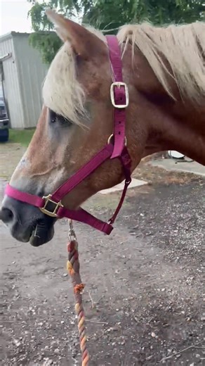 5K views · 31 reactions | Can you help us? We need help covering our...