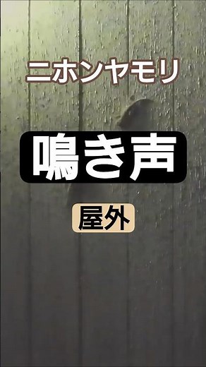 ニホンヤモリの鳴き声 #shorts