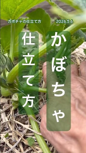 [How to train a pumpkin (two-stem method)] #pumpkin