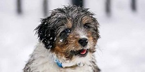 Bernedoodle – Cross Between a Playful Poodle & Bernese Mountain Dog