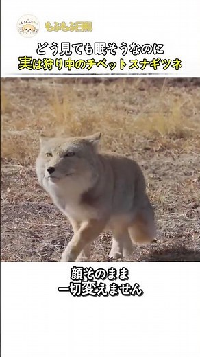 どう見ても眠そうなのに実は狩り中のチベットスナギツネ
