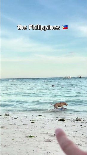 Meet the Ultimate Surfing dog! #dogs #beachdog #talenteddog