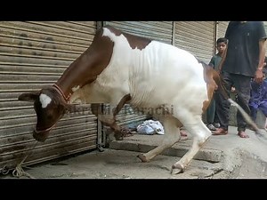 DANGEROUS COW QURBANI 2025 | ANGRY COW QURBANI 2025
