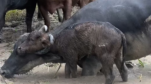 Un buffle coincé dans un buffle