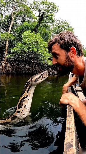 Face to Face with a Giant Python