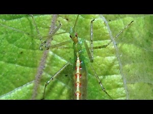Pale Green Assassin Bug Nymph (Zelus luridus)