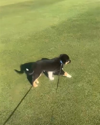 23 reactions | Pebble Beach Resorts on Reels | Facebook