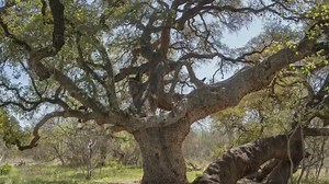 Austin Travels highlights local hiking trails