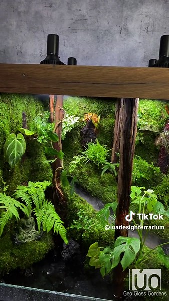 Mưa Rừng Phương Nam - Vietnamese Rainforest Paludarium Design by Lúa Design