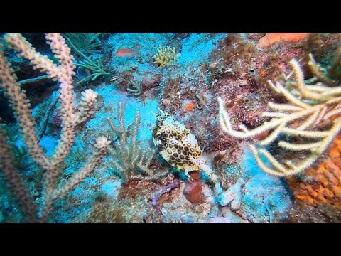 West Palm Beach Diving - Easily Accessible and Beautiful - AmericanReef Diving Series