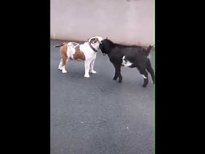 Goat vs. dog