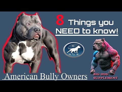 American Bully Dog Owner: 8 Things you need to know!
