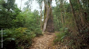Big tree with very big trunk in the forest. Love for nature.Moving camera
