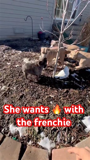 How I Redirect Tension When Mixing Dog Packs. 🐶 🐕