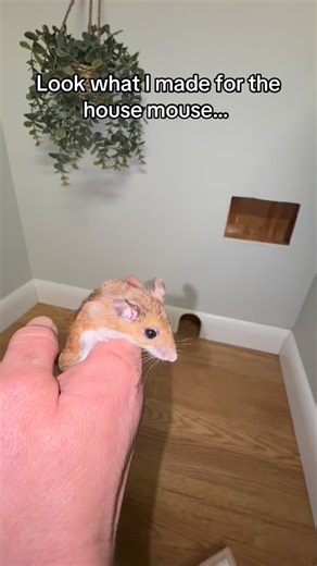 Julie Kobylarz on Instagram: "That’s no house mouse, that is a HOME mouse! 🥹 (and in case you didn’t realize- this is a set enclosure I built! Not my real house lol)"