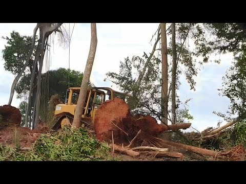 The Exceptional Skills of the CAT D6R XL Bulldozer Pushing Trees for Plantation Land Clearing