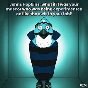 SUCH HYPOCRITES. Johns Hopkins University's mascot is a Blue Jay, but the school tortures owls in its lab. Tell the university to respect all birds and stop its cruel experiments on owls! ➡️ https://peta.vg/3fa4 | PETA (People for the Ethical Treatment of Animals)