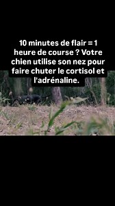 Le flair : Le super-pouvoir anti-stress de votre chien. 10 minutes d'olfaction fatiguent votre chien plus qu'une heure de course ! Éthologiquement, l'odorat est essentiel, et émotionnellement, c'est le mécanisme le plus puissant pour faire chuter le stress et l'adrénaline. Le but : Transformer l'excitation en travail mental apaisant. L'Éthologie du Calme par l'Odorat : * Concentration Cognitive : Utiliser le flair mobilise le cerveau et met en veille le système limbique (celui des émotions forte