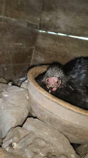 2 Hen eggs hatching in home without broody 🐣